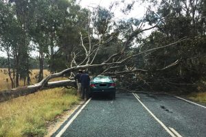 Car Strikes Fallen Tree
