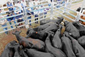 Numbers Rise At Murgon Sale