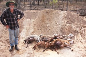 Wild Dogs Kill Nine Sheep
