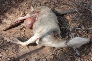 Poison Baits Target Wild Dogs