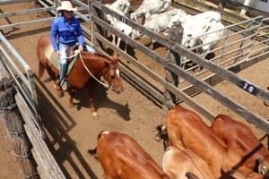 600 Cattle Yarded At Murgon