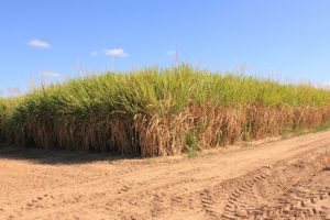 QRFA Says Ethanol Better For The Bush
