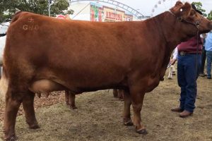 Red Angus Takes Top Prize