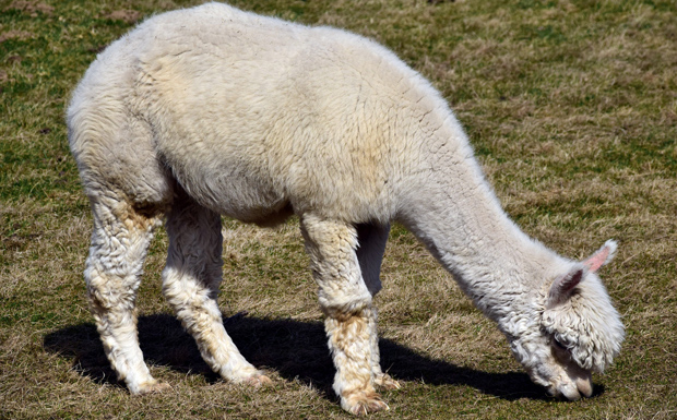 20170511 Alpaca