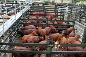 Cattle Prices Ease In Murgon