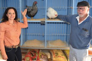 Chickens Go On Show At Nanango