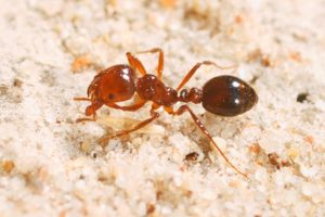 A Red Ant That We Don’t Want