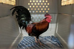 RSPCA Raids Target Cockfighting