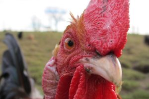 Chicken Farmers Lose $150m Contracts