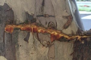 Outrage After Trees Poisoned