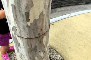 Mayor Calls For Police Action On Trees