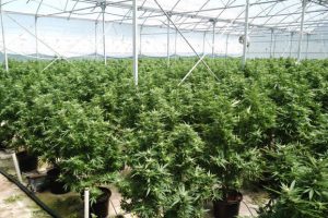 Police Seize 11,795 Cannabis Plants