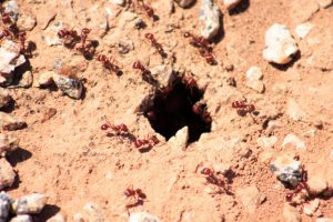 ISC Calls For Cargo Levy