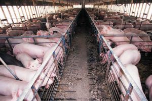 Loans To Ramp Up Pork Biosecurity