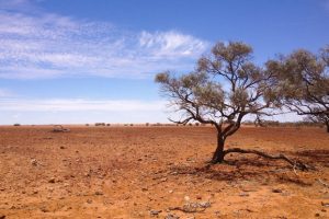 Drought Appeal Passes $1m Mark
