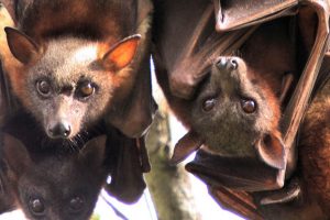 Flying Foxes ‘Not A Health Risk’