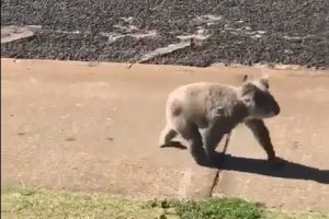 Koala Takes It To The Streets