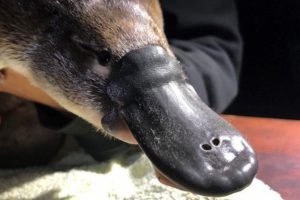 Platypus Numbers ‘In Decline’