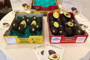 Aussie Avocados Now In Japan