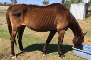 Foster Carers Needed For Horses