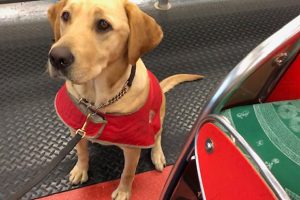 Dogs  Sniff Out Biosecurity Risks