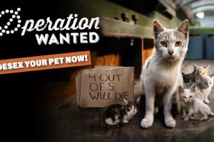 Vets Sign Up For ‘Operation: Wanted’