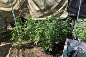 Fifteen Face Drugs Charges