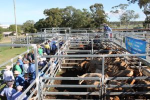 Tougher Market For Heifers, Weaners