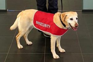 Suki To Sniff Out Illegal Pork