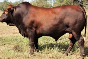 Historic Semen To Be Sold For Charity