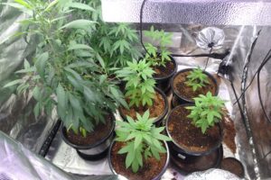 Kingaroy Police In Drug Raids