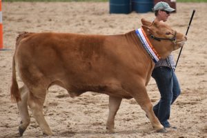 New Direction For Ekka Led Steers