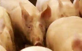 Pork Probe: Four Charged