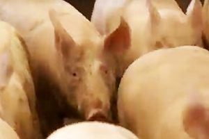 Pig Farmers Invited To Review