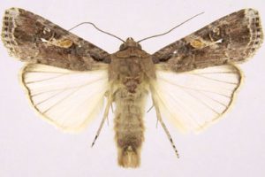 Pest Moth In Bundaberg