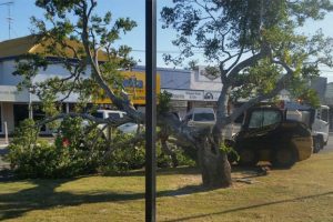 Tree Snaps In Main Street