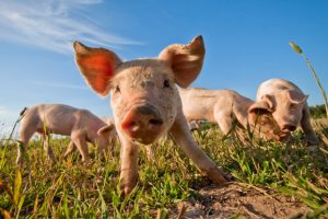 Online Survey For Pork Producers