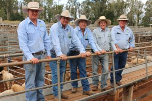 Saleyards Put Out To Tender