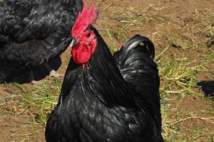 Salmonella Linked To Chickens