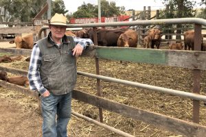 Coolabunia Sales Strong