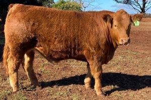 Maxi Success For Local Family At Ekka