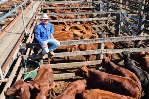 Cattle Prices Stay Firm