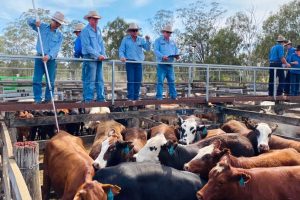 Export Cattle Hit New Heights