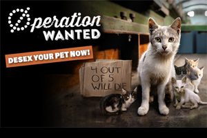 Operation Wanted Adds Up