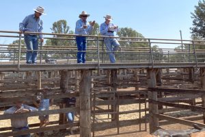 How Important Are Saleyards?