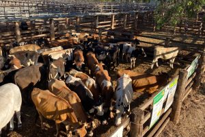 Strong Sales at Coolabunia, Murgon