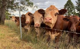 Callout To Beef Leaders