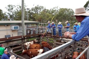 Murgon Market Stays Fully Firm