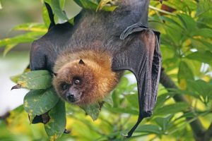 Council To Examine ‘Bat Plague’