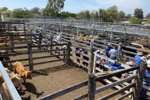 Rain Assists Cattle Sale